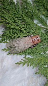 Oversized vintage Cicada brooch in bakelite from the 1920s-30s
