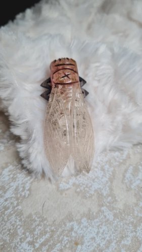 Broche ancienne oversize Cigale en bakélite années 20-30