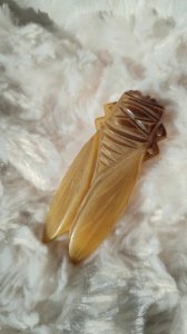 Vintage oversized Cicada brooch in horn from the 1940s.