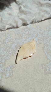 Broche feuille ancienne en matière noble