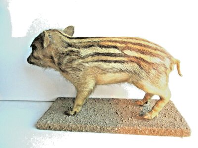 Curiosity cabinet Baby wild boar taxidermy, 19th - 20th century