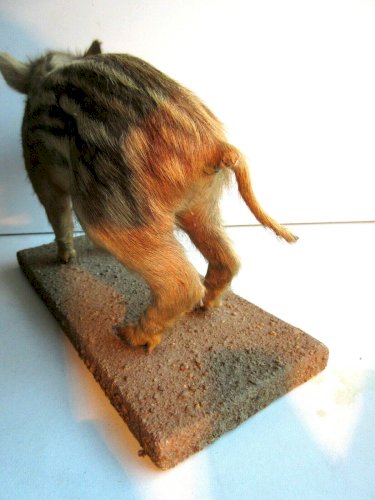 Cabinet de curiosité Bébé marcassin naturalisé, XIXème - XXème