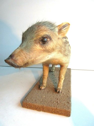 Cabinet de curiosité Bébé marcassin naturalisé, XIXème - XXème