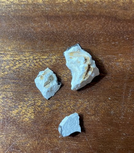 Cabinet de curiosités marcassin naturalisé ancien