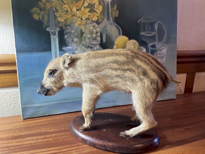 Cabinet de curiosités marcassin naturalisé ancien