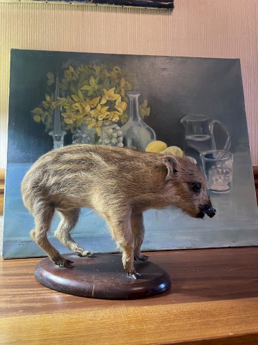 Cabinet de curiosités marcassin naturalisé ancien