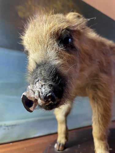 Cabinet de curiosités marcassin naturalisé ancien