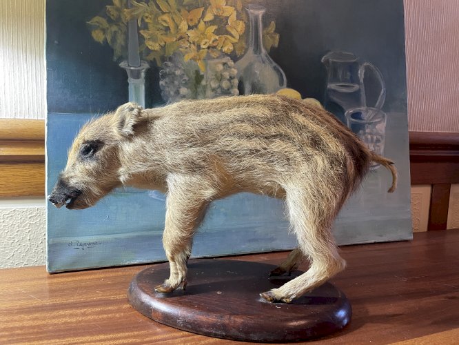 Cabinet de curiosités marcassin naturalisé ancien