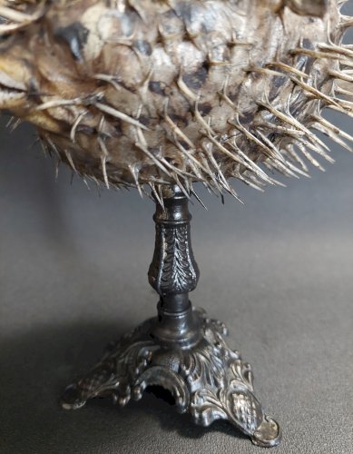Cabinet de Curiosités poisson naturalisé diodon holocanthus sur socle