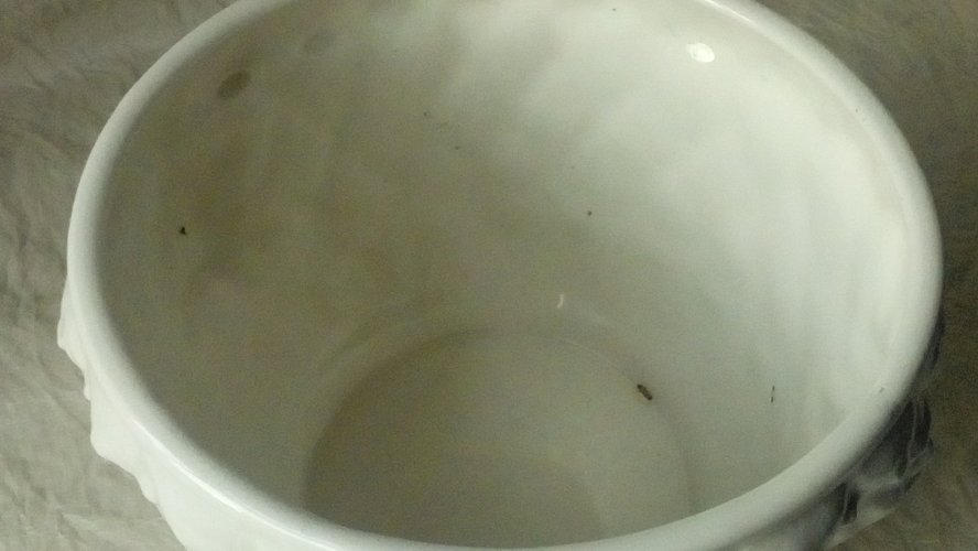 CACHE POT EN FAIENCE BLANCHE TETE DE CHIMERE STYLE CHARLES X*