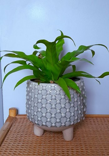 Cache pot tripode en céramique 