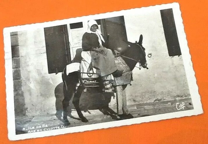 Carte postale ancienne Ile de Ré (Charente-Maritime) Ane en culotte