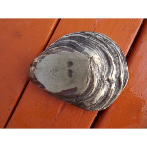 Cendrier bronze coquille dhuitre 19 ème