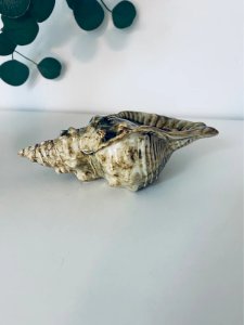 Cendrier Coquillage Kitsch Vintage 70s - Vide-poche Conque Céramique
