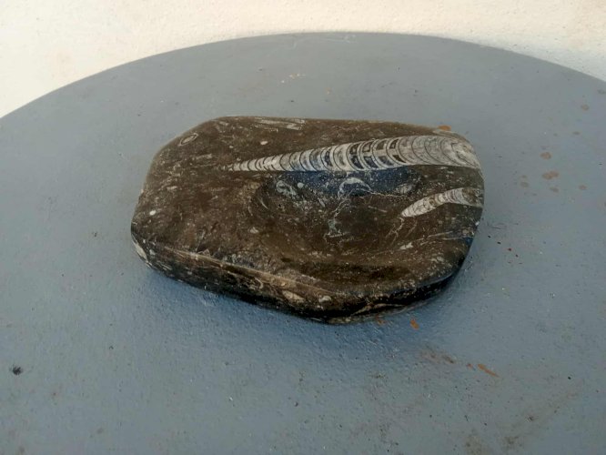 cendrier en pierre fossilisée, avec de jolies nuances naturelles .