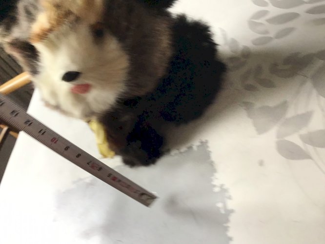 CHIEN VINTAGE FOURRURE qui bouge la tête  plage arrière de voiture