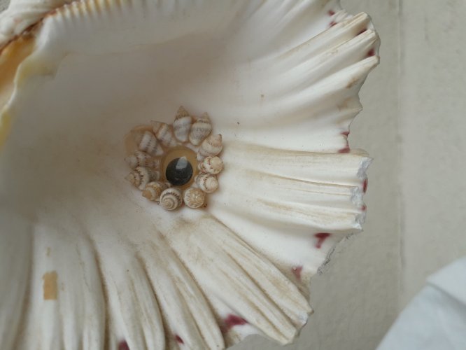 Chouette en coquillage Vintage