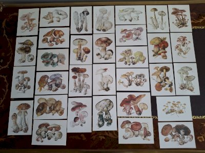 Collection de 32 cartes Champignons série complète