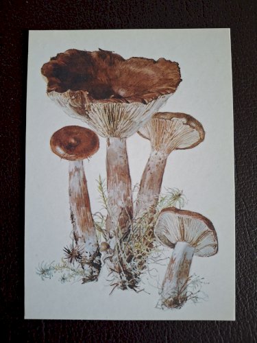 Collection de 32 cartes Champignons série complète