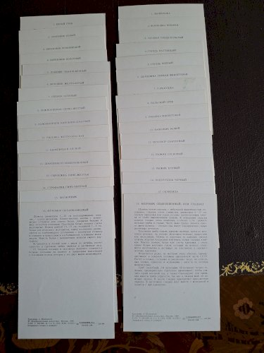 Collection de 32 cartes Champignons série complète