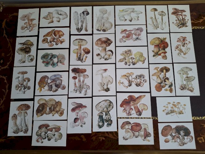 Collection de 32 cartes Champignons série complète