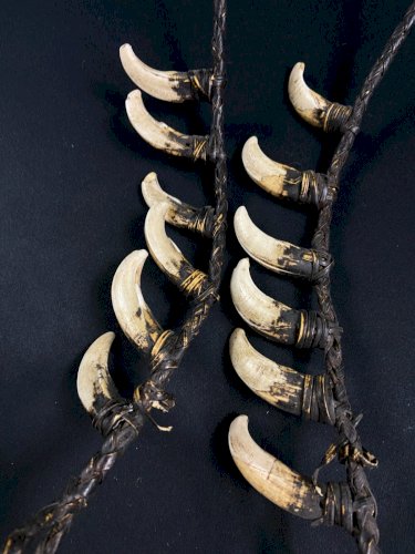 Collier tribal dents cochon sanglier parure rituelle Papouasie Nouvelle Guinée