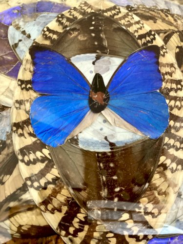 Composition abstraite en ailes de papillons encadrée