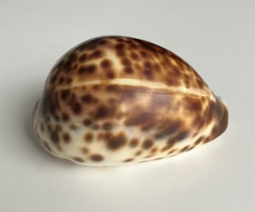 Coquillage Cypraea longueur 85 mm