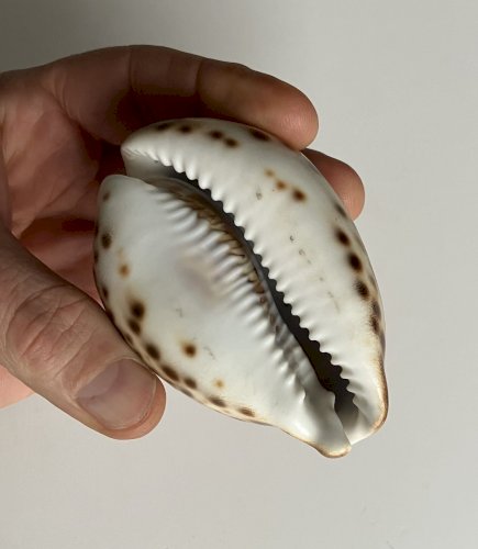 Coquillage Cypraea longueur 85 mm