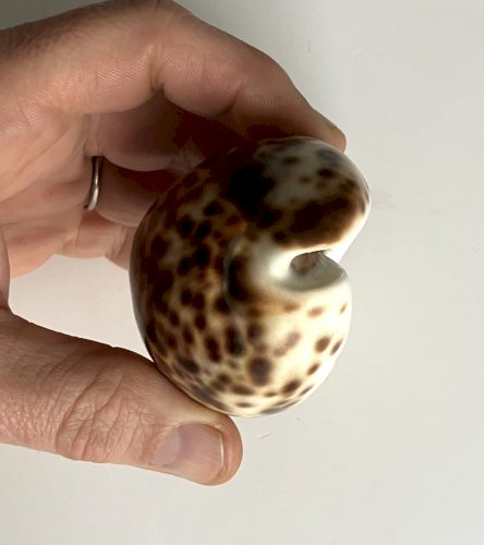 Coquillage Cypraea longueur 85 mm