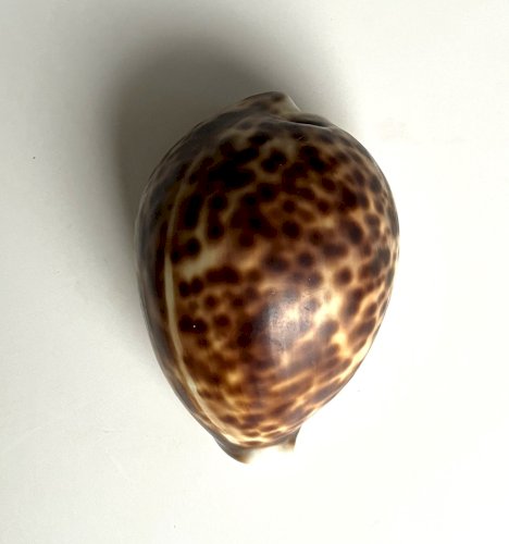 Coquillage Cypraea longueur 85 mm