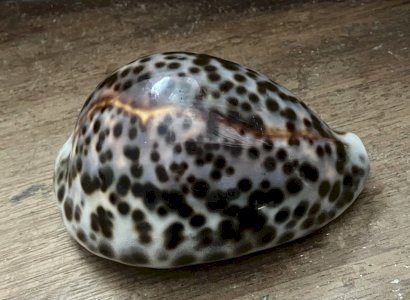 Coquillage Cypraea Tigris longueur 100 mm gros specimen