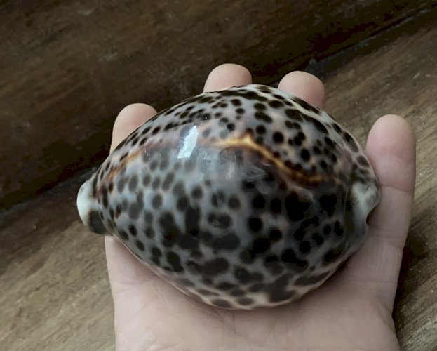 Coquillage Cypraea Tigris longueur 100 mm gros specimen