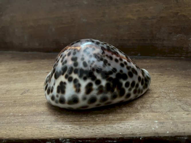 Coquillage Cypraea Tigris longueur 100 mm gros specimen