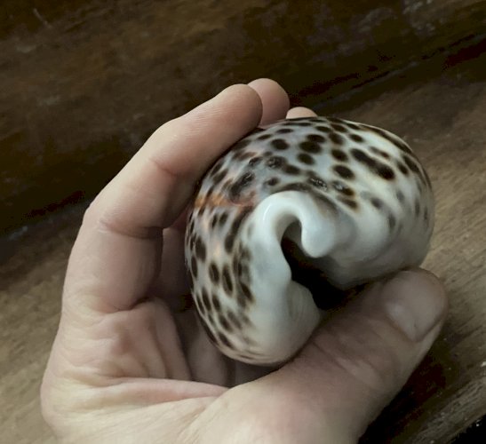 Coquillage Cypraea Tigris longueur 100 mm gros specimen