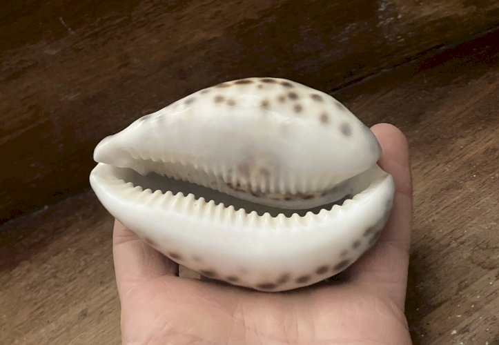Coquillage Cypraea Tigris longueur 100 mm gros specimen