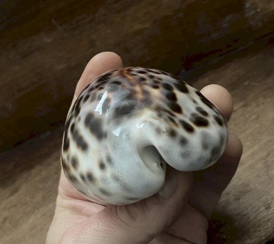 Coquillage Cypraea Tigris longueur 100 mm gros specimen