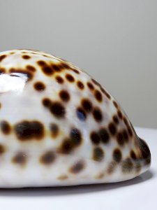 dot
