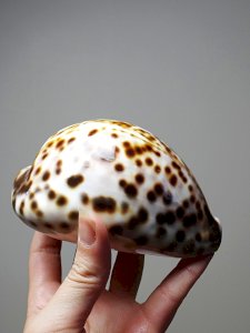 dot