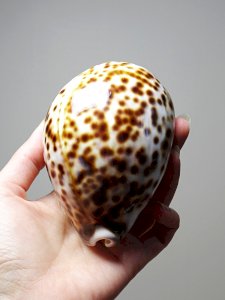 dot