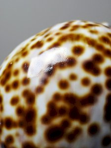 dot