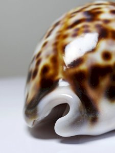dot