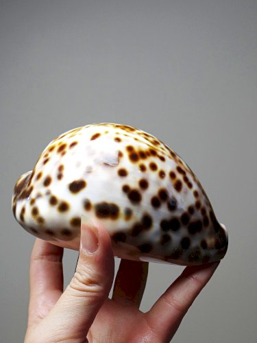 Coquillage vintage cabinet de curiosités Cypraea tigris collection 11cm