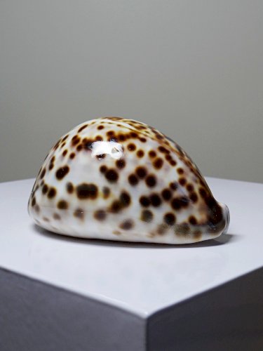 Coquillage vintage cabinet de curiosités Cypraea tigris collection 11cm