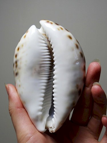 Coquillage vintage cabinet de curiosités Cypraea tigris collection 11cm