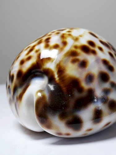 Coquillage vintage cabinet de curiosités Cypraea tigris collection 11cm