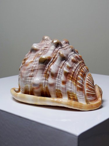 Coquillage vintage cabinet de curiosités Cypraecassis rufa 13cm
