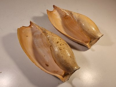 Coquillages Volute d'Afrique