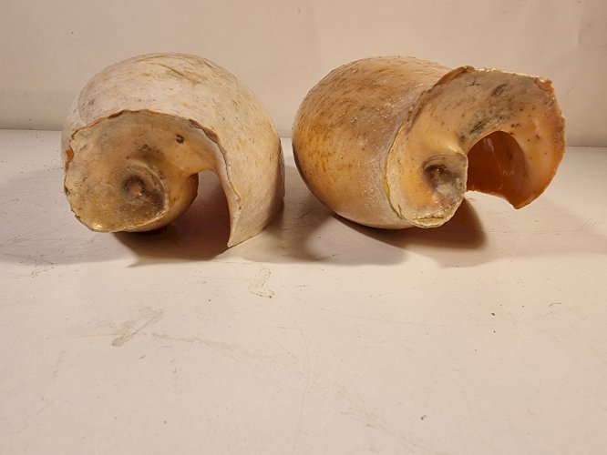 Coquillages Volute d'Afrique