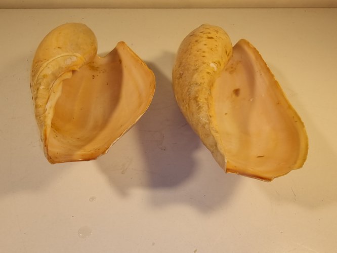 Coquillages Volute d'Afrique